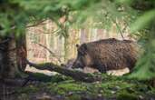 Le chèque XXL versé par une fédération de chasseurs à cause des sangliers