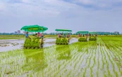 En Birmanie, soupçons de trafic sur le prix du riz pour un cadre japonais