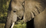 Un Thaïlandais filme un éléphant en train de s’incruster dans sa cuisine