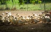 Le gouvernement va diminuer son soutien à la vaccination des canards