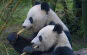 Pourquoi ces deux pandas prêtés à la Finlande vont rentrer en Chine