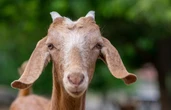 3 animaux étonnamment intelligents
