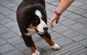 Comment approcher un chien ? Les choses à ne pas faire !