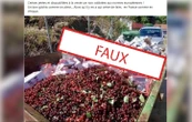 Non, des cerises ne sont pas jetées à cause des normes imposées par l’UE