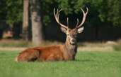 Le brame du cerf filmé par un habitant en Dordogne juste devant sa maison