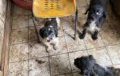 En Gironde, 25 chiens vivant dans une maison insalubre sauvés par une association