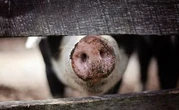 Menace de fermeture contre un élevage porcin dans les Landes