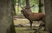 Émoi et enquête ouverte après l’abattage d’un cerf majestueux en Normandie