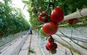 500 personnes manifestent contre des serres à tomates dans la Manche