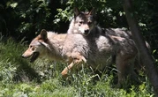 Une portée de loups gris observée dans le Colorado, une première en 80 ans
