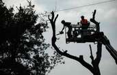 Près de 60 arbres abattus malgré la présence d’opposants à l'A69