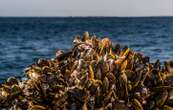 Leclerc rappelle des lots de moules périmées depuis un mois