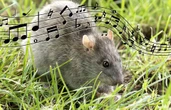 Comme l’homme, le dauphin et le macaque, les rats ont l’oreille musicale