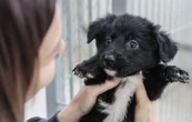 Le gouvernement italien interdit le « puppy yoga » pour protéger les chiots