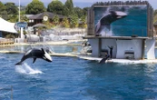 Une expertise assure que les orques de Marineland étaient bien traitées