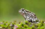 Les grenouilles sont vertes et les crapauds bruns : vrai ou faux ?