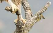 L’aigle botté, espèce « un peu graal » des ornithologues d’Indre-et-Loire