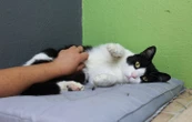 Il tue un chat et joue au foot avec son cadavre