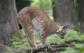 Des panneaux « Attention lynx ! » installés pour éviter les collisions