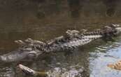 L’alligator, un reptile fascinant