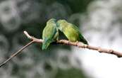 Saviez-vous que certains oiseaux divorcent à cause de la pluie ?