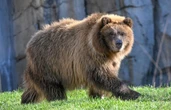 Seule en forêt, vous préférez croiser un homme ou un ours ?