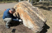 Des empreintes de dinosaure retrouvées dans une école