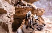 Ces tigresses très rares sont les stars d’un zoo et des réseaux sociaux