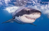 Présumé tué par un requin, le corps d’un surfeur reste introuvable
