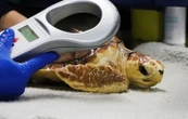 Pourquoi une tortue marine échouée arrive-t-elle « forcément à La Rochelle » ?