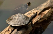 Une tortue relie les deux côtes de l’Inde au terme d’un périple de 4.500 km