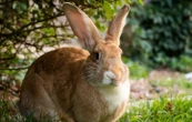5 faits étonnants sur les lapins