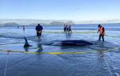 Plus de 30 baleines échouées sauvées par des habitants en Nouvelle-Zélande