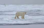 En Arctique comme en Antarctique, la banquise n’a jamais été aussi réduite