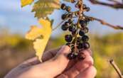 Les vignerons face au changement climatique