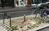 A Paris, des arbres fraîchement plantés abattus par erreur