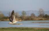 Pourquoi les oiseaux migrent-ils ?