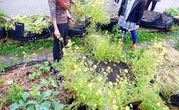 Les jeunes citadins renouent avec la nature via le jardinage urbain