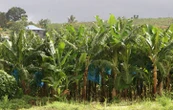 L’Etat devra indemniser des victimes du Chlordécone aux Antilles