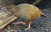 Ce candidat de téléréalité mange un oiseau protégé en Nouvelle-Zélande