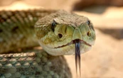 En plein mariage, une invitée se débarrasse d’un serpent à mains nues