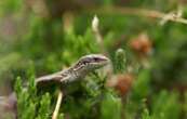 Une espèce de lézard présente depuis 25.000 ans menacée de disparaître