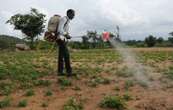 Les pesticides trop encadrés ? La ministre de l’Agriculture le pense