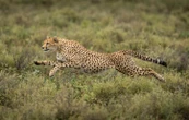 Animaux : la vie à toute vitesse