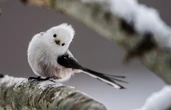 Trois oiseaux étonnants à observer près de chez vous