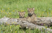 Comment les louveteaux deviennent-ils des loups adultes ?