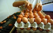 Ce producteur d’œufs a-t-il menti sur la qualité de ses produits ?