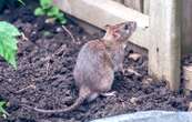 Ces habitants de Charente-Maritime craignent une invasion de rats