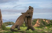 Chez les dragons de Komodo, la parade nuptiale est violente