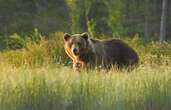 6 faits étonnants sur les ours